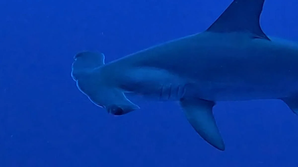 Diving Adventures: Searching for Hammerhead Sharks in the Red Sea