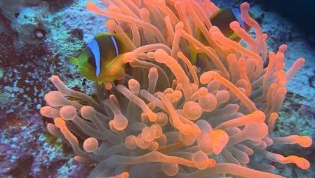 Clownfish in a red anemone