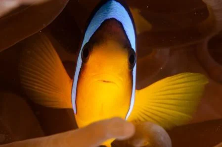 A clownfish in the Red Sea