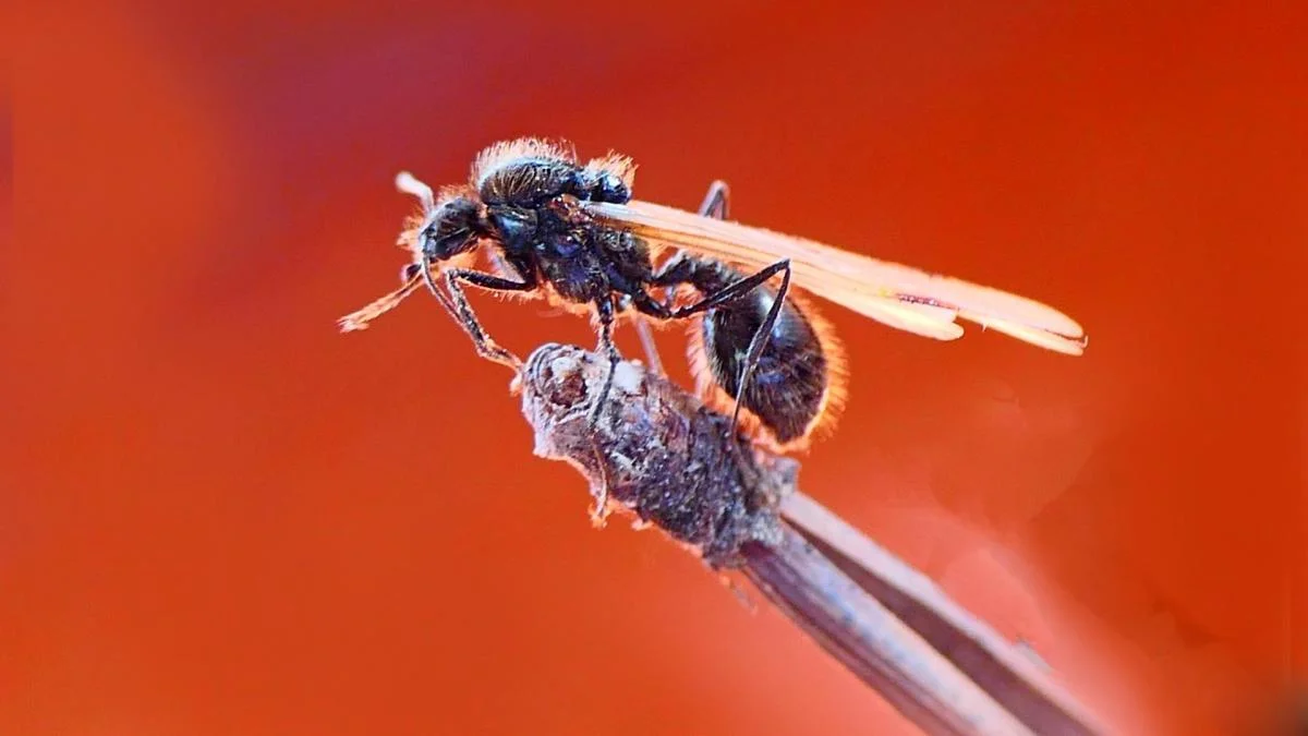 Autumn's Winged Ant Princesses: The Nuptial Flight Phenomenon