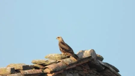 Another bird we are looking for.