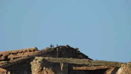 Another group of birds we are looking for.