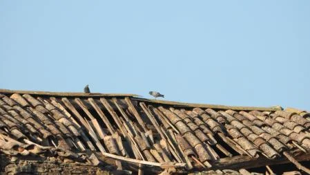 Two of the birds we are looking for.