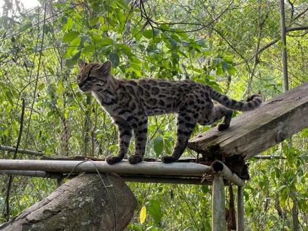 El tilcayo del Refugio Animal de Senda Verde, de diez años de edad )