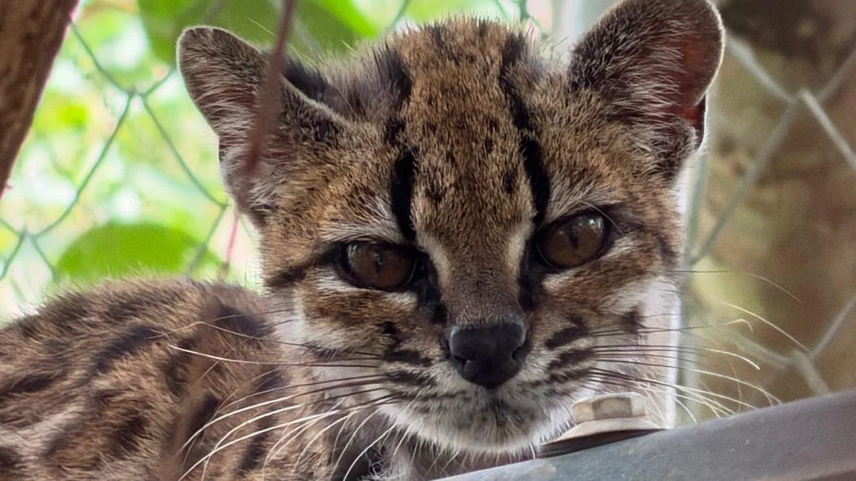 New Felidae Species Discovered in Bolivia After a Century