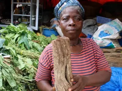 Exploring the Resurgence of Traditional Plant Medicine in Ghana